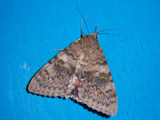 Обои картинки фото животные, бабочки, насекомое