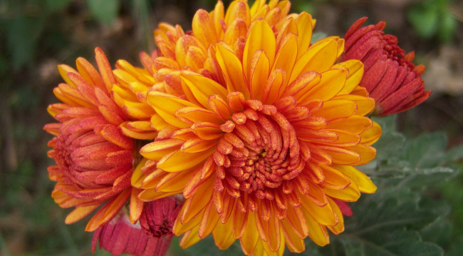 Обои картинки фото цветы, хризантемы