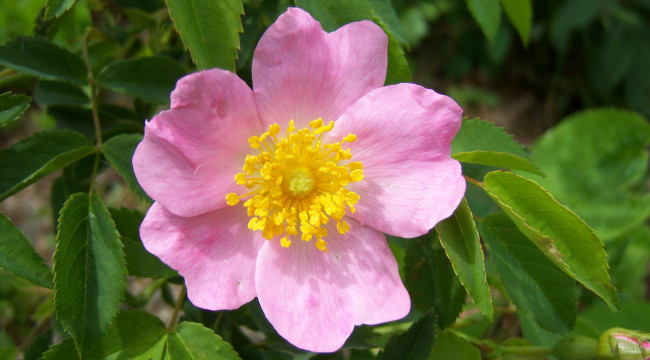 Обои картинки фото цветы, шиповник