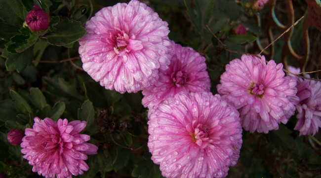 Обои картинки фото цветы, хризантемы