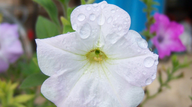 Обои картинки фото цветы, петунии, калибрахоа