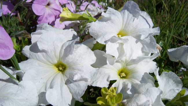 Обои картинки фото цветы, петунии, калибрахоа