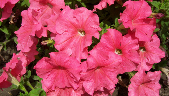 Обои картинки фото цветы, петунии, калибрахоа