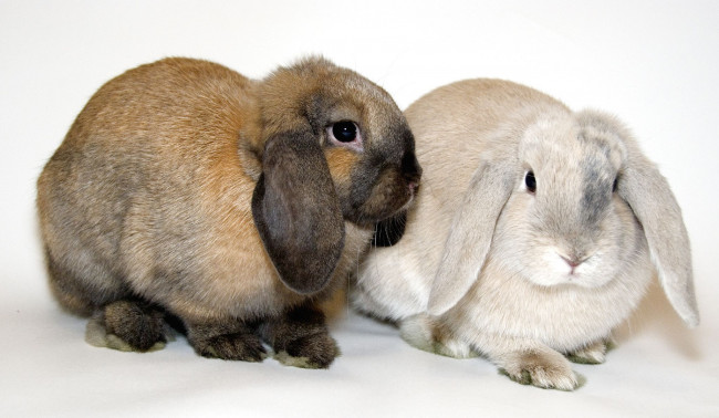 Обои картинки фото животные, кролики, зайцы