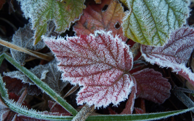 Обои картинки фото природа, листья