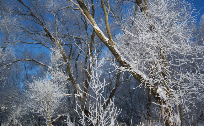 Обои картинки фото природа, зима