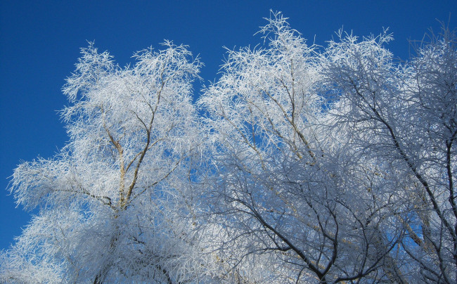 Обои картинки фото природа, зима