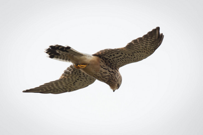 Обои картинки фото животные, птицы, хищники, ястреб, полет, крылья, размах, парение