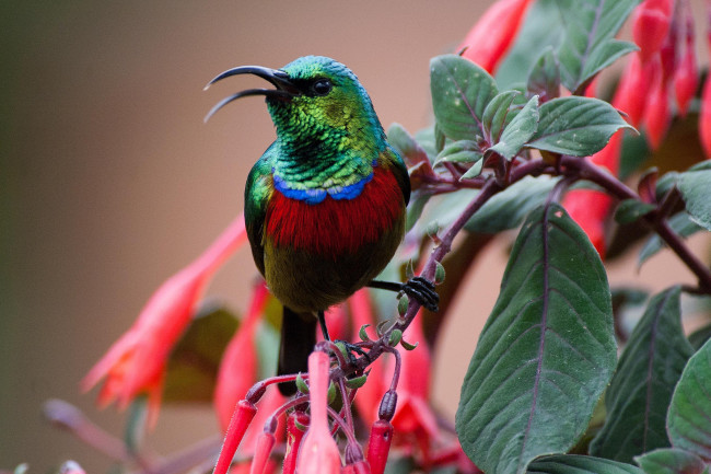 Обои картинки фото животные, птицы, дерево, ветка, листья, цветы, птица