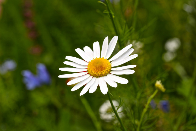 Обои картинки фото цветы, ромашки, ромашка, одна