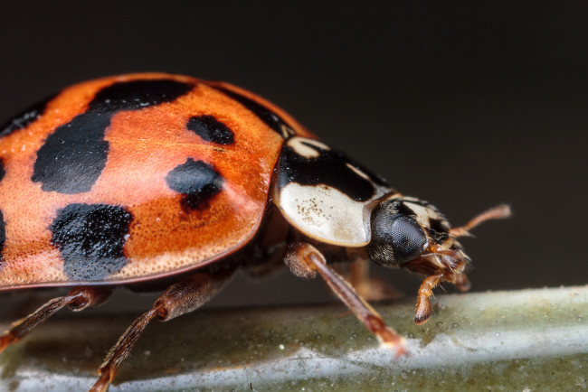 Обои картинки фото животные, божьи, коровки, макро