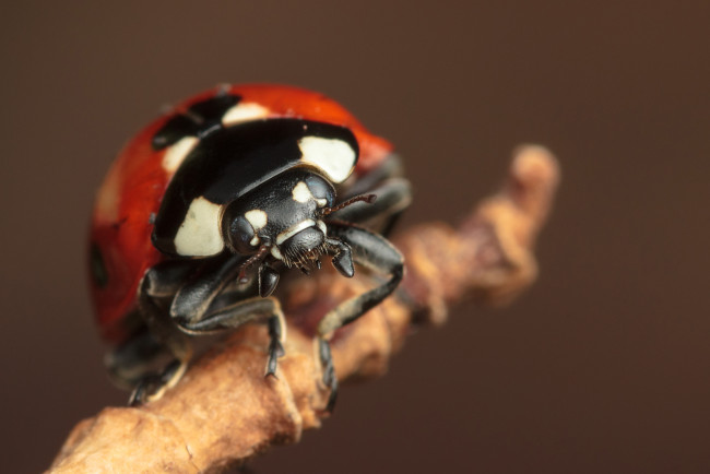 Обои картинки фото животные, божьи, коровки, макро