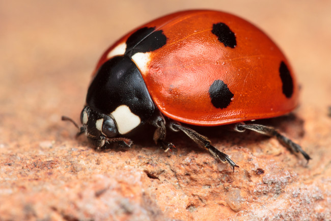 Обои картинки фото животные, божьи, коровки, пятна