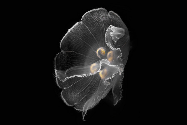 Обои картинки фото животные, медузы, океан, медуза