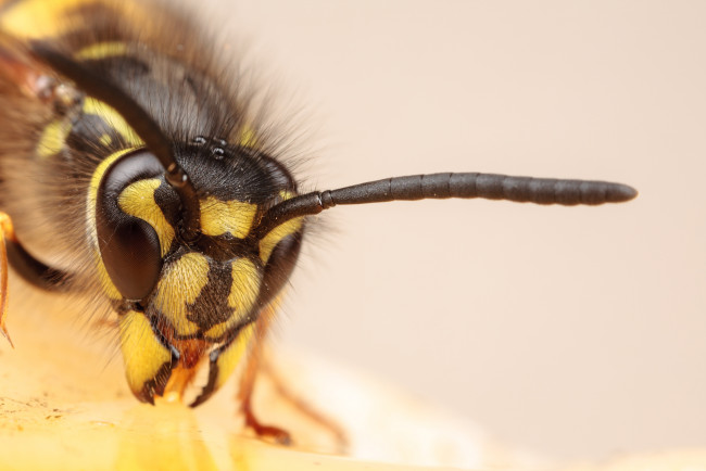 Обои картинки фото животные, пчелы, осы, шмели, макро