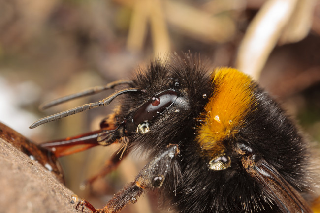 Обои картинки фото животные, пчелы, осы, шмели, макро
