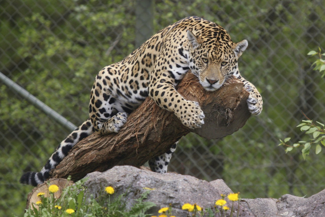 Обои картинки фото животные, Ягуары, бревно, ягуар, отдых
