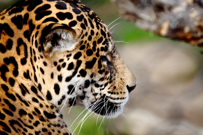 Обои картинки фото животные, Ягуары, ягуар, морда