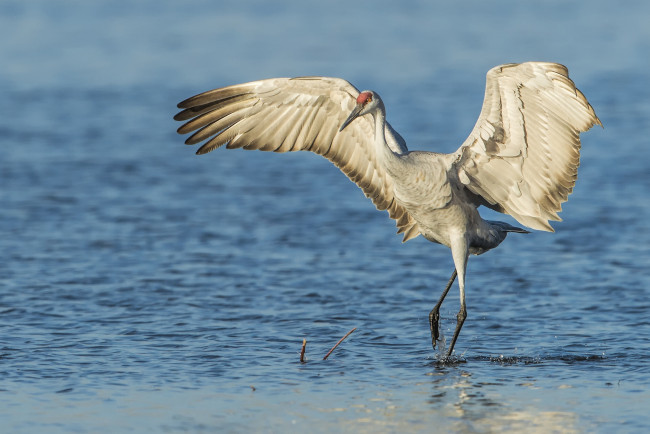 Обои картинки фото животные, журавли, вода, канадский, журавль, крылья