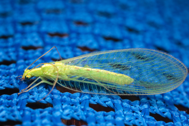 Обои картинки фото златоглазка, животные, насекомые, макро