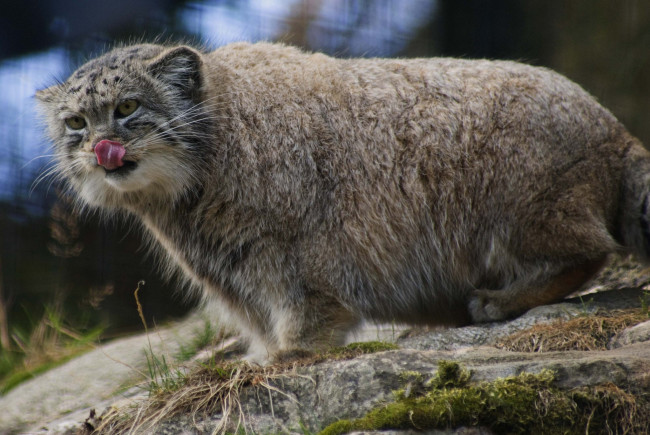 Обои картинки фото животные, манулы, дикий, кот, манул