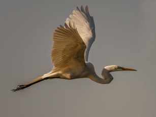 Картинка животные аисты аист белый