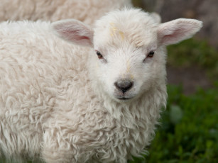 Картинка животные овцы +бараны бежевая кучерявая барашка