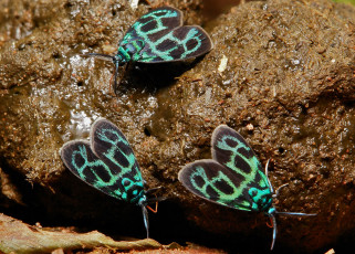 Картинка животные бабочки itchydogimages трио сырость усики крылья макро узор