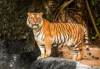 Картинка животные тигры тигр