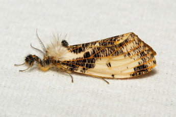 Картинка животные бабочки макро моль мотылёк itchydogimages усики