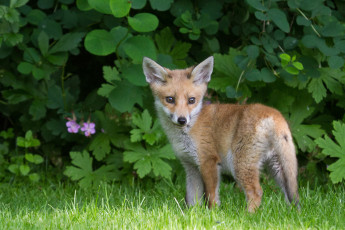 Картинка животные лисы лисичка