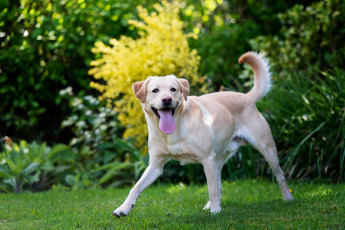 Картинка животные собаки labrador retriever лабрадор ретривер