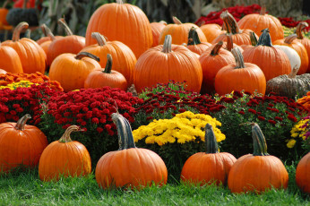 Картинка еда тыква тыквы хризантемы много