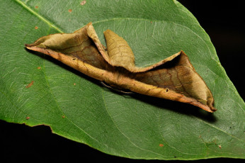 Картинка животные бабочки мотылёк лист макро itchydogimages