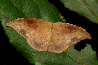 Картинка животные бабочки мотылёк насекомое макро itchydogimages