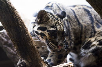 Картинка животные дымчатые+леопарды хищник морда свет ветка