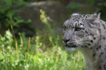 Картинка животные снежный+барс+ ирбис барс кошка хищник морда