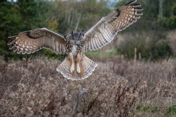 Картинка животные совы сова луг