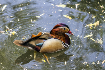 Картинка животные утки мандаринка