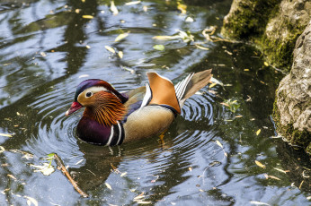 Картинка животные утки мандаринка