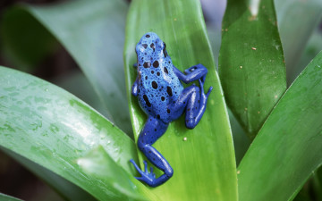 Картинка животные лягушки лягушка