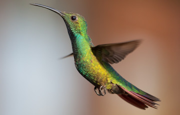 Картинка животные колибри парение