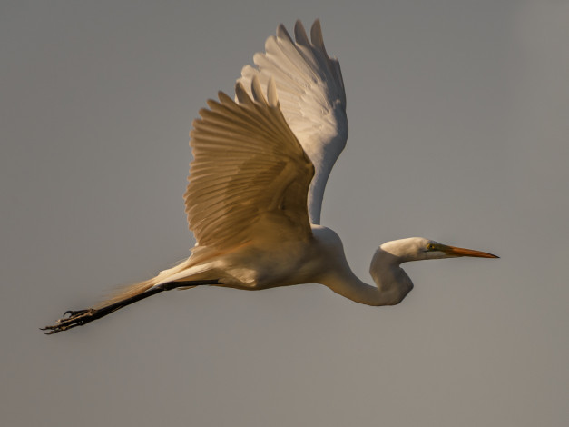 Обои картинки фото животные, аисты, аист, белый