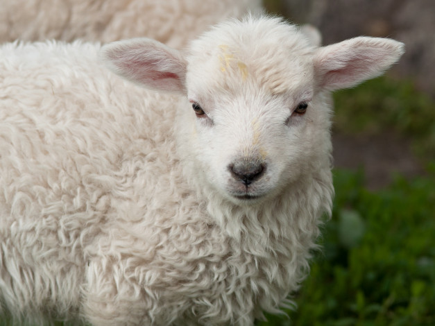 Обои картинки фото животные, овцы,  бараны, бежевая, кучерявая, барашка