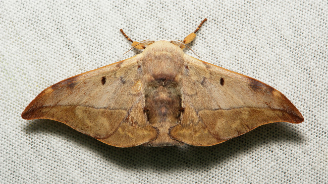 Обои картинки фото животные, бабочки, itchydogimages, бабочка, макро, моль