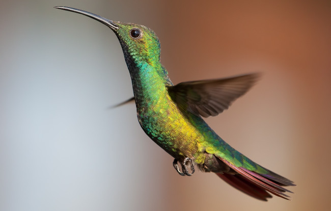 Обои картинки фото животные, колибри, парение