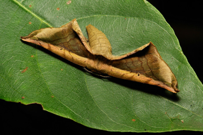 Обои картинки фото животные, бабочки, мотылёк, лист, макро, itchydogimages