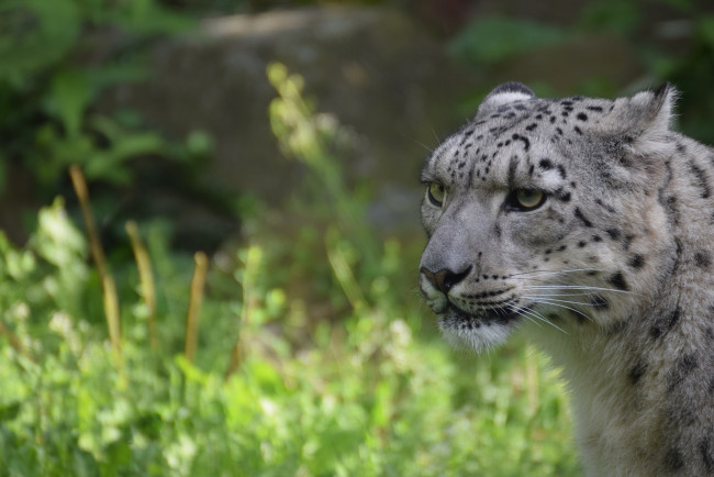 Обои картинки фото животные, снежный барс , ирбис, барс, кошка, хищник, морда