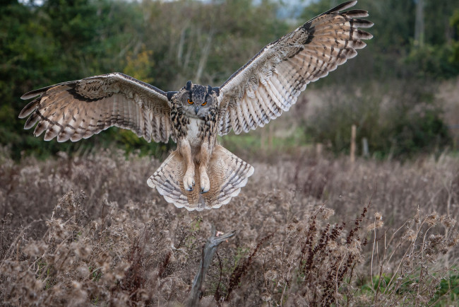 Обои картинки фото животные, совы, сова, луг