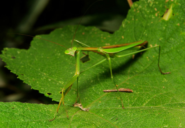 Обои картинки фото животные, богомолы, богомол, макро, itchydogimages, насекомое, лист